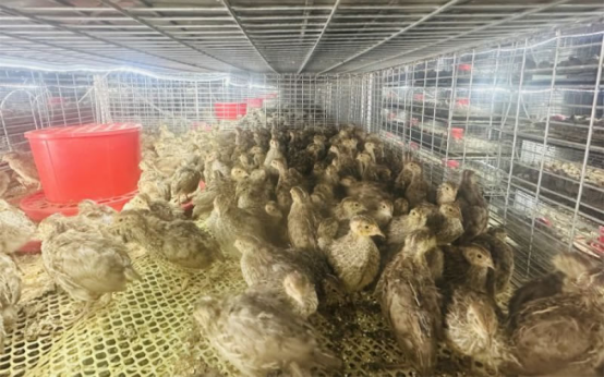 1748317602085041409.png image.png